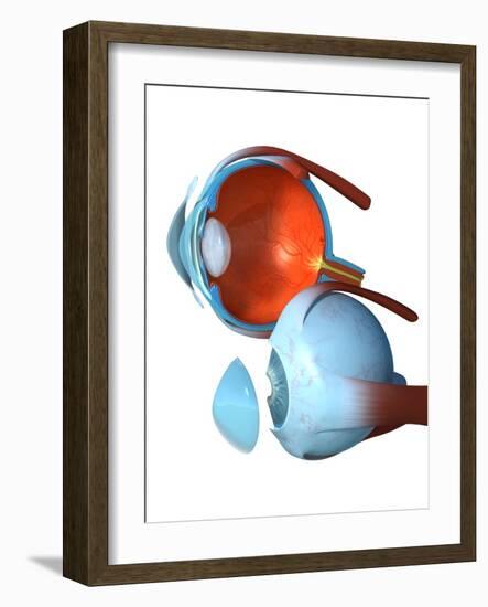 Eye Anatomy,artwork-Jose Antonio-Framed Photographic Print