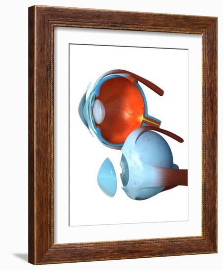 Eye Anatomy,artwork-Jose Antonio-Framed Photographic Print