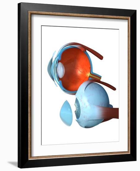 Eye Anatomy,artwork-Jose Antonio-Framed Photographic Print