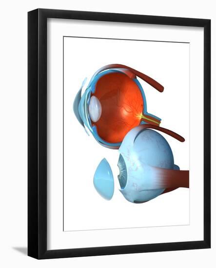 Eye Anatomy,artwork-Jose Antonio-Framed Photographic Print