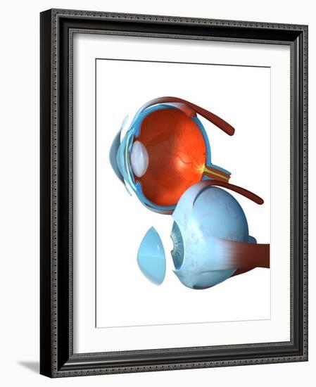 Eye Anatomy,artwork-Jose Antonio-Framed Photographic Print