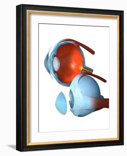 Eye Anatomy,artwork-Jose Antonio-Framed Photographic Print