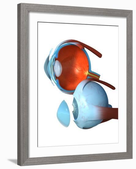 Eye Anatomy,artwork-Jose Antonio-Framed Photographic Print