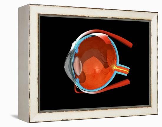 Eye Anatomy-Jose Antonio-Framed Premier Image Canvas