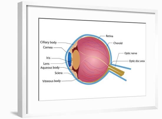 Eye Anatomy-vectomart-Framed Art Print