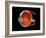 Eye Anatomy-Jose Antonio-Framed Photographic Print