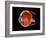 Eye Anatomy-Jose Antonio-Framed Photographic Print