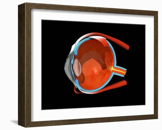 Eye Anatomy-Jose Antonio-Framed Photographic Print