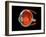 Eye Anatomy-Jose Antonio-Framed Photographic Print