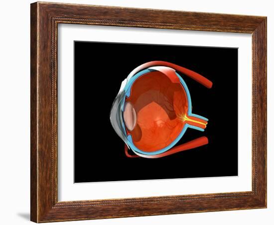 Eye Anatomy-Jose Antonio-Framed Photographic Print