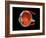 Eye Anatomy-Jose Antonio-Framed Photographic Print