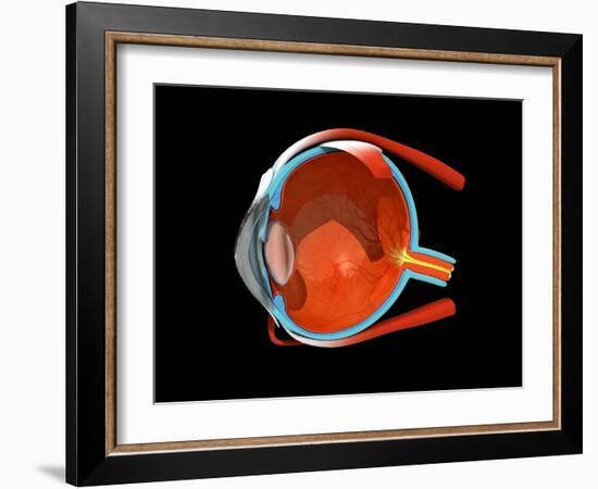 Eye Anatomy-Jose Antonio-Framed Photographic Print