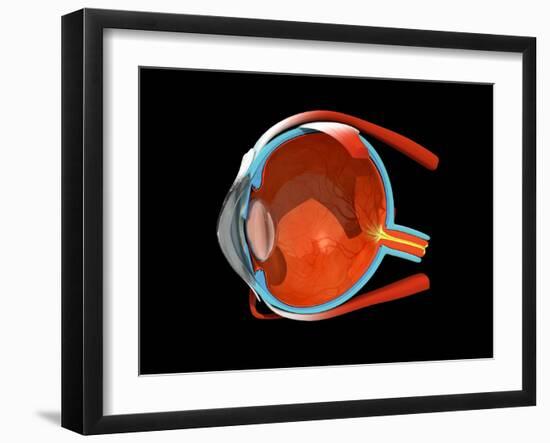 Eye Anatomy-Jose Antonio-Framed Photographic Print