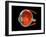 Eye Anatomy-Jose Antonio-Framed Photographic Print