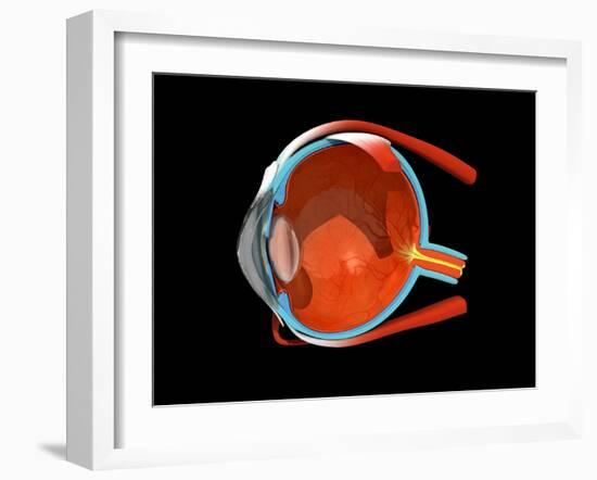 Eye Anatomy-Jose Antonio-Framed Photographic Print