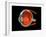 Eye Anatomy-Jose Antonio-Framed Photographic Print