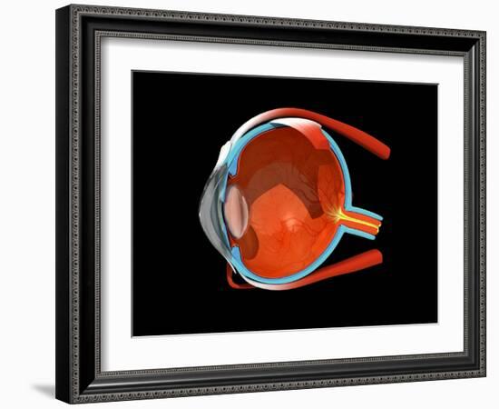 Eye Anatomy-Jose Antonio-Framed Photographic Print