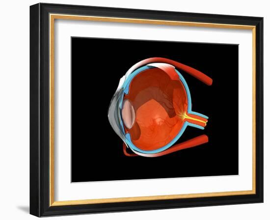 Eye Anatomy-Jose Antonio-Framed Photographic Print