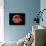 Eye Anatomy-Jose Antonio-Photographic Print displayed on a wall