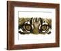 Eye Catching Ocelot-Barbara Keith-Framed Giclee Print