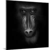 Eye Contact-Ruud Peters-Mounted Photographic Print