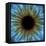 Eye, Iris-PASIEKA-Framed Premier Image Canvas