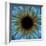 Eye, Iris-PASIEKA-Framed Premium Photographic Print