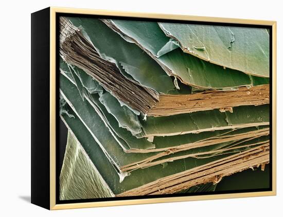 Eye Lens Cells, SEM-Steve Gschmeissner-Framed Premier Image Canvas