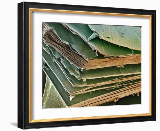 Eye Lens Cells, SEM-Steve Gschmeissner-Framed Photographic Print