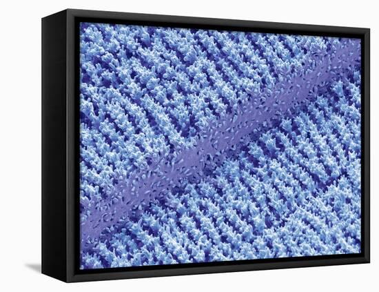 Eye Lens Fibres, SEM-Steve Gschmeissner-Framed Premier Image Canvas