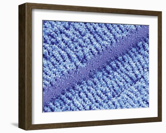 Eye Lens Fibres, SEM-Steve Gschmeissner-Framed Photographic Print