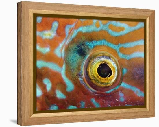 Eye of a Corkwing Wrasse-null-Framed Premier Image Canvas