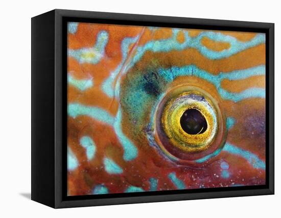 Eye of a Corkwing Wrasse-null-Framed Premier Image Canvas