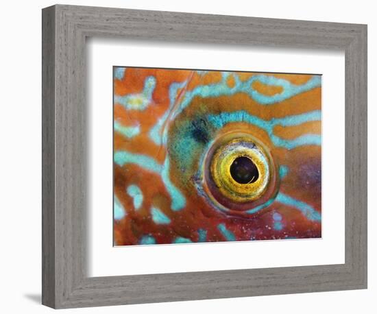 Eye of a Corkwing Wrasse-null-Framed Photographic Print