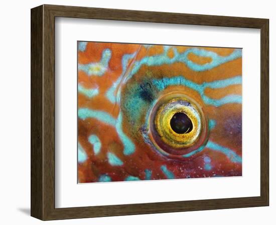 Eye of a Corkwing Wrasse-null-Framed Photographic Print