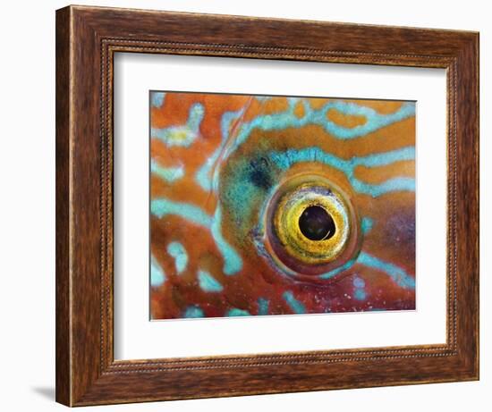 Eye of a Corkwing Wrasse-null-Framed Photographic Print