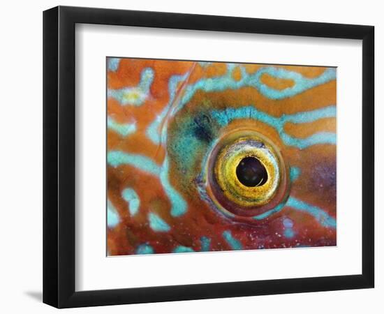 Eye of a Corkwing Wrasse-null-Framed Photographic Print