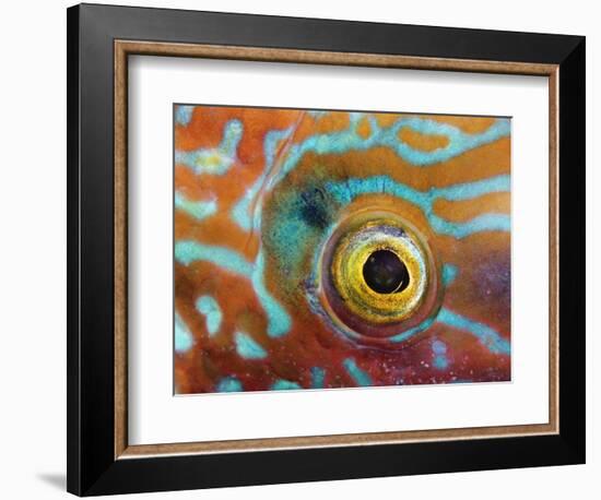 Eye of a Corkwing Wrasse-null-Framed Photographic Print