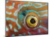 Eye of a Corkwing Wrasse-null-Mounted Photographic Print