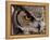 Eye of a Great Horned Owl-W. Perry Conway-Framed Premier Image Canvas