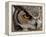 Eye of a Great Horned Owl-W. Perry Conway-Framed Premier Image Canvas