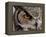 Eye of a Great Horned Owl-W. Perry Conway-Framed Premier Image Canvas