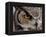 Eye of a Great Horned Owl-W. Perry Conway-Framed Premier Image Canvas