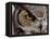 Eye of a Great Horned Owl-W. Perry Conway-Framed Premier Image Canvas