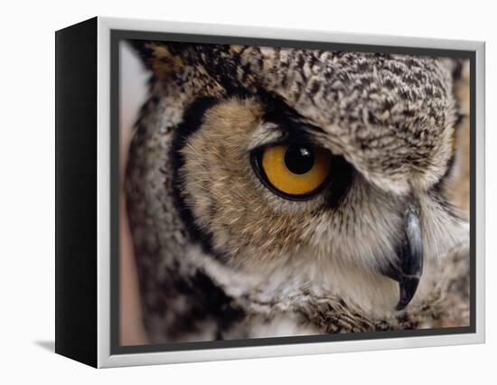 Eye of a Great Horned Owl-W. Perry Conway-Framed Premier Image Canvas