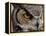 Eye of a Great Horned Owl-W. Perry Conway-Framed Premier Image Canvas