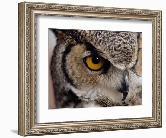 Eye of a Great Horned Owl-W. Perry Conway-Framed Photographic Print