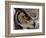 Eye of a Great Horned Owl-W. Perry Conway-Framed Photographic Print