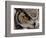 Eye of a Great Horned Owl-W. Perry Conway-Framed Photographic Print