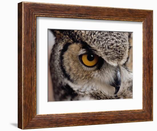 Eye of a Great Horned Owl-W. Perry Conway-Framed Photographic Print